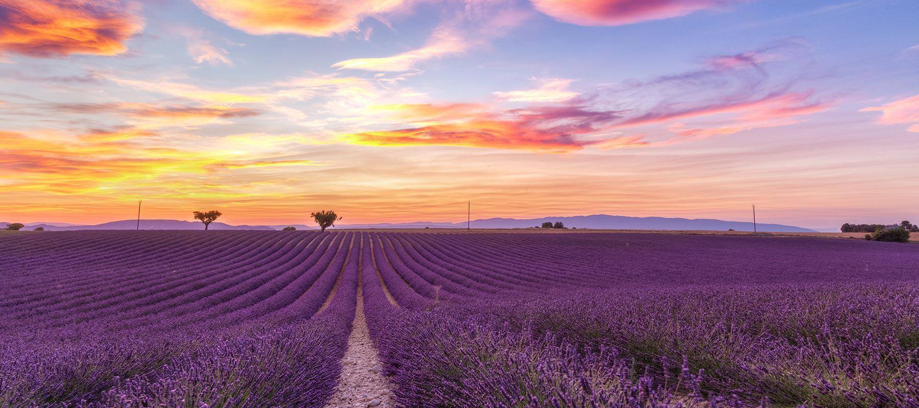 Champs de lavende en Provence
