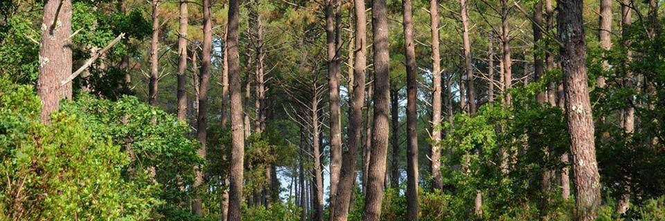 Les Landes Foret 