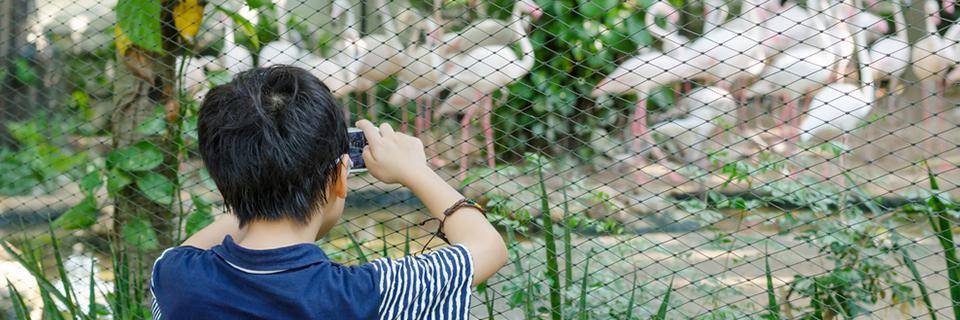  un garçon prend une photo au zoo