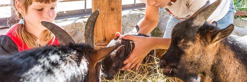  les enfants jouent avec les animaux dans une ferme caresser