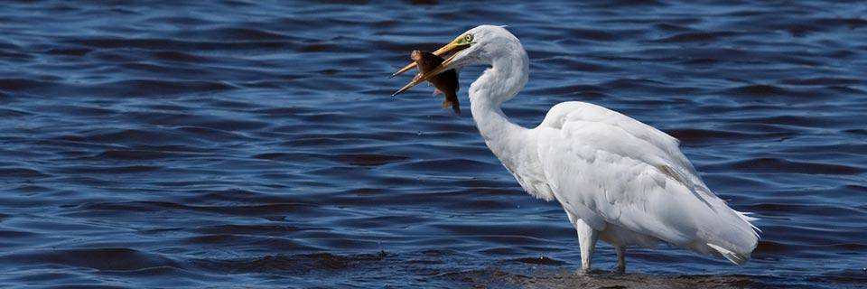  une aigrette attrape un poisson